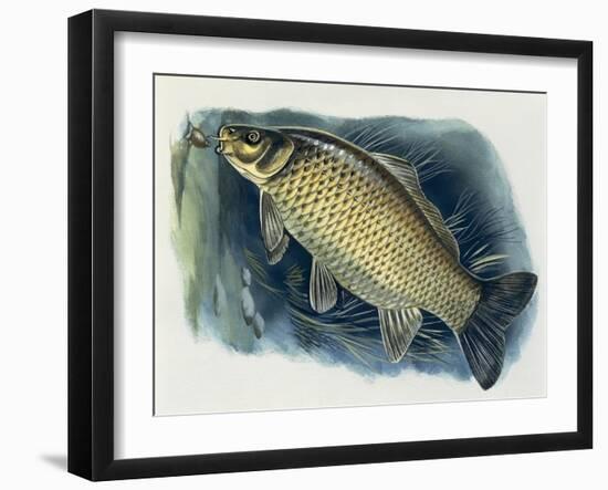 Close-Up of a Common Carp (Cyprinus Carpio)-null-Framed Giclee Print