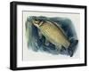 Close-Up of a Common Carp (Cyprinus Carpio)-null-Framed Giclee Print