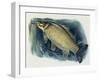 Close-Up of a Common Carp (Cyprinus Carpio)-null-Framed Giclee Print