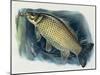 Close-Up of a Common Carp (Cyprinus Carpio)-null-Mounted Giclee Print