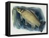 Close-Up of a Common Carp (Cyprinus Carpio)-null-Framed Stretched Canvas