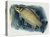 Close-Up of a Common Carp (Cyprinus Carpio)-null-Stretched Canvas