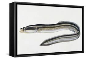 Close-Up of a Common Eel (Anguilla Vulgaris)-null-Framed Stretched Canvas