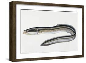 Close-Up of a Common Eel (Anguilla Vulgaris)-null-Framed Giclee Print