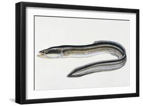 Close-Up of a Common Eel (Anguilla Vulgaris)-null-Framed Giclee Print