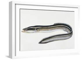 Close-Up of a Common Eel (Anguilla Vulgaris)-null-Framed Giclee Print