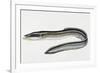 Close-Up of a Common Eel (Anguilla Vulgaris)-null-Framed Giclee Print