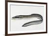 Close-Up of a Common Eel (Anguilla Vulgaris)-null-Framed Giclee Print