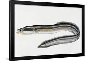 Close-Up of a Common Eel (Anguilla Vulgaris)-null-Framed Giclee Print