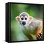 Close-Up of a Common Squirrel Monkey (Saimiri Sciureus)-l i g h t p o e t-Framed Stretched Canvas