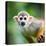 Close-Up of a Common Squirrel Monkey (Saimiri Sciureus)-l i g h t p o e t-Stretched Canvas