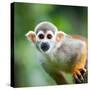 Close-Up of a Common Squirrel Monkey (Saimiri Sciureus)-l i g h t p o e t-Stretched Canvas
