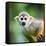 Close-Up of a Common Squirrel Monkey (Saimiri Sciureus)-l i g h t p o e t-Framed Stretched Canvas