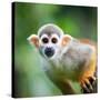 Close-Up of a Common Squirrel Monkey (Saimiri Sciureus)-l i g h t p o e t-Stretched Canvas