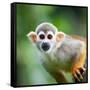 Close-Up of a Common Squirrel Monkey (Saimiri Sciureus)-l i g h t p o e t-Framed Stretched Canvas