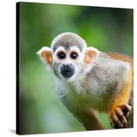 Close-Up of a Common Squirrel Monkey (Saimiri Sciureus)-l i g h t p o e t-Stretched Canvas