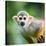 Close-Up of a Common Squirrel Monkey (Saimiri Sciureus)-l i g h t p o e t-Stretched Canvas