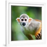 Close-Up of a Common Squirrel Monkey (Saimiri Sciureus)-l i g h t p o e t-Framed Photographic Print