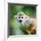 Close-Up of a Common Squirrel Monkey (Saimiri Sciureus)-l i g h t p o e t-Framed Photographic Print