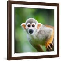Close-Up of a Common Squirrel Monkey (Saimiri Sciureus)-l i g h t p o e t-Framed Photographic Print