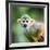 Close-Up of a Common Squirrel Monkey (Saimiri Sciureus)-l i g h t p o e t-Framed Photographic Print