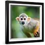 Close-Up of a Common Squirrel Monkey (Saimiri Sciureus)-l i g h t p o e t-Framed Photographic Print