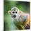 Close-Up of a Common Squirrel Monkey (Saimiri Sciureus)-l i g h t p o e t-Mounted Photographic Print