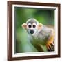 Close-Up of a Common Squirrel Monkey (Saimiri Sciureus)-l i g h t p o e t-Framed Photographic Print