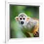 Close-Up of a Common Squirrel Monkey (Saimiri Sciureus)-l i g h t p o e t-Framed Photographic Print