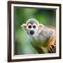 Close-Up of a Common Squirrel Monkey (Saimiri Sciureus)-l i g h t p o e t-Framed Photographic Print