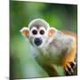 Close-Up of a Common Squirrel Monkey (Saimiri Sciureus)-l i g h t p o e t-Mounted Photographic Print