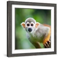 Close-Up of a Common Squirrel Monkey (Saimiri Sciureus)-l i g h t p o e t-Framed Photographic Print