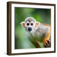 Close-Up of a Common Squirrel Monkey (Saimiri Sciureus)-l i g h t p o e t-Framed Photographic Print