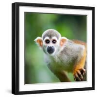 Close-Up of a Common Squirrel Monkey (Saimiri Sciureus)-l i g h t p o e t-Framed Photographic Print