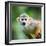 Close-Up of a Common Squirrel Monkey (Saimiri Sciureus)-l i g h t p o e t-Framed Photographic Print