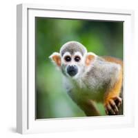 Close-Up of a Common Squirrel Monkey (Saimiri Sciureus)-l i g h t p o e t-Framed Photographic Print