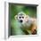 Close-Up of a Common Squirrel Monkey (Saimiri Sciureus)-l i g h t p o e t-Framed Photographic Print