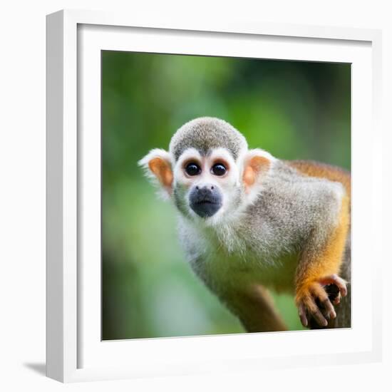 Close-Up of a Common Squirrel Monkey (Saimiri Sciureus)-l i g h t p o e t-Framed Photographic Print