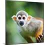Close-Up of a Common Squirrel Monkey (Saimiri Sciureus)-l i g h t p o e t-Mounted Photographic Print