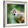 Close-Up of a Common Squirrel Monkey (Saimiri Sciureus)-l i g h t p o e t-Framed Photographic Print