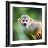 Close-Up of a Common Squirrel Monkey (Saimiri Sciureus)-l i g h t p o e t-Framed Photographic Print