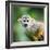 Close-Up of a Common Squirrel Monkey (Saimiri Sciureus)-l i g h t p o e t-Framed Photographic Print