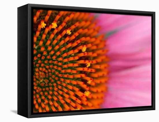 Close-up of a Cone Flower in the summertime, Sammamish, Washington-Darrell Gulin-Framed Stretched Canvas