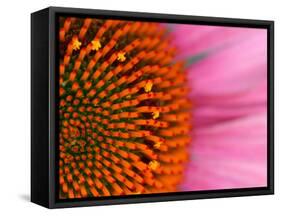 Close-up of a Cone Flower in the summertime, Sammamish, Washington-Darrell Gulin-Framed Stretched Canvas