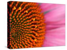 Close-up of a Cone Flower in the summertime, Sammamish, Washington-Darrell Gulin-Stretched Canvas