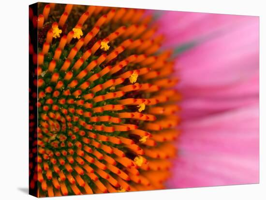 Close-up of a Cone Flower in the summertime, Sammamish, Washington-Darrell Gulin-Stretched Canvas