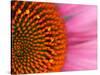 Close-up of a Cone Flower in the summertime, Sammamish, Washington-Darrell Gulin-Stretched Canvas