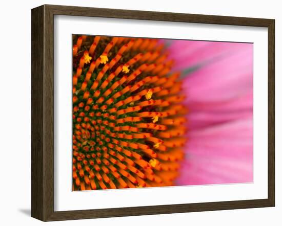 Close-up of a Cone Flower in the summertime, Sammamish, Washington-Darrell Gulin-Framed Premium Photographic Print