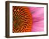 Close-up of a Cone Flower in the summertime, Sammamish, Washington-Darrell Gulin-Framed Premium Photographic Print