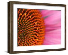 Close-up of a Cone Flower in the summertime, Sammamish, Washington-Darrell Gulin-Framed Premium Photographic Print